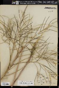 Sisymbrium altissimum image