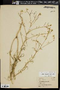 Sisymbrium altissimum image