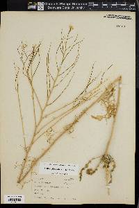 Sisymbrium altissimum image