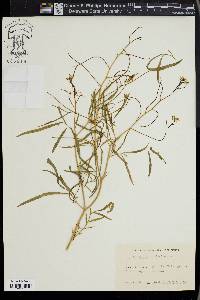 Sisymbrium altissimum image