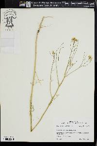 Sisymbrium altissimum image