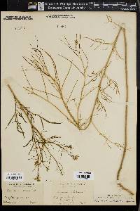 Sisymbrium altissimum image