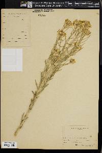 Sisymbrium linifolium image