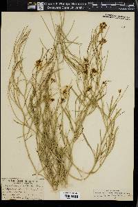 Sisymbrium linifolium image