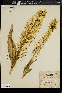 Stanleya viridiflora image