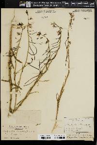 Streptanthus heterophyllus image