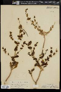Image of Streptanthus suffrutescens