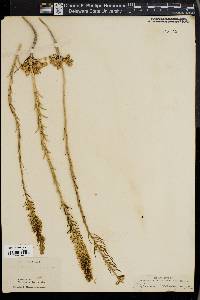 Thelypodium brachycarpum image