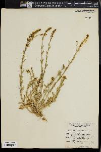 Thelypodium brachycarpum image