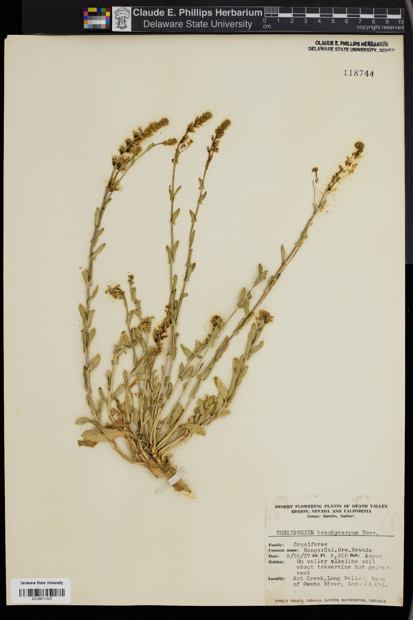 Thelypodium brachycarpum image