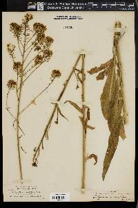 Thelypodium integrifolium image