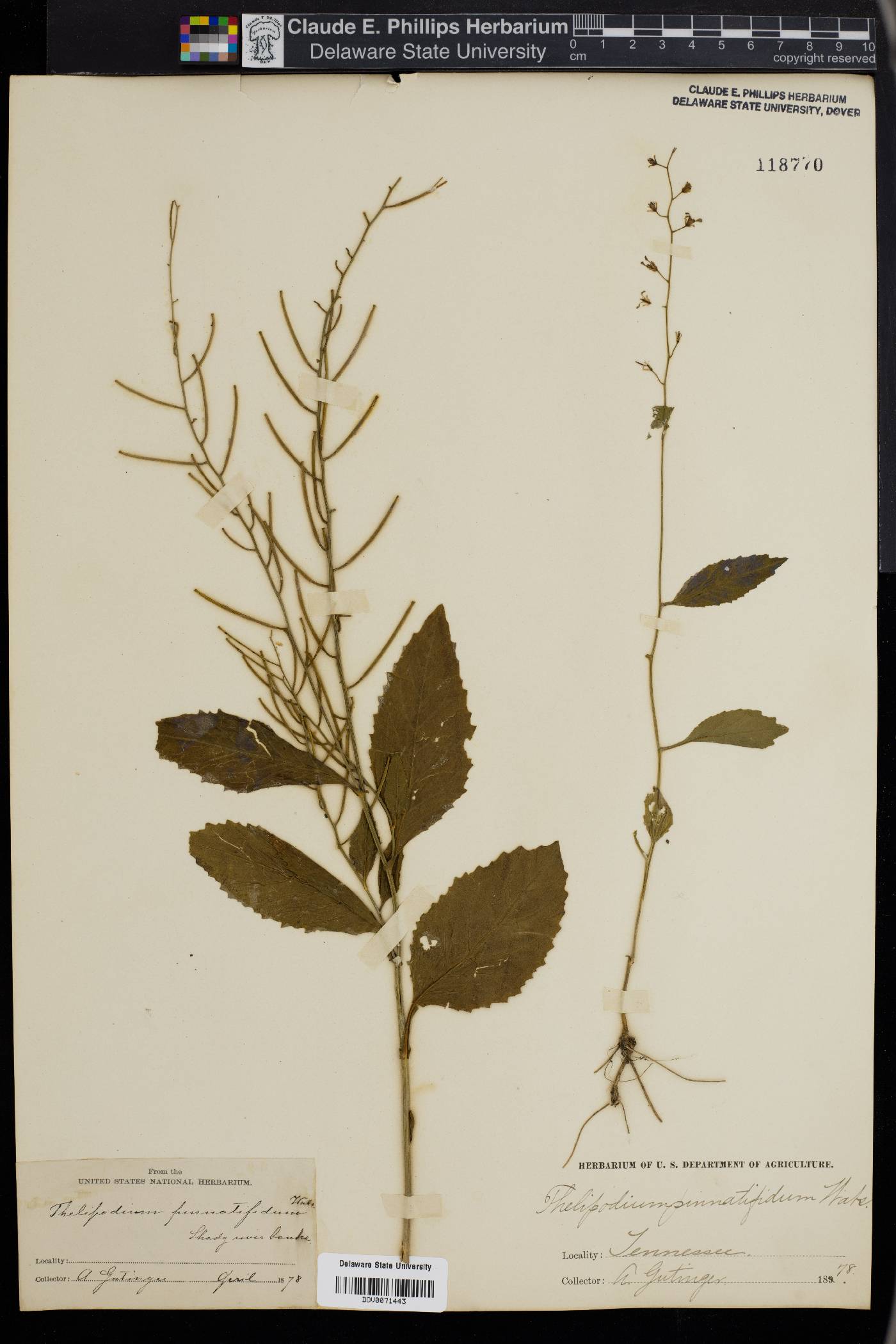 Thelypodium pinnatifidum image