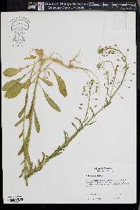 Thlaspi alliaceum image