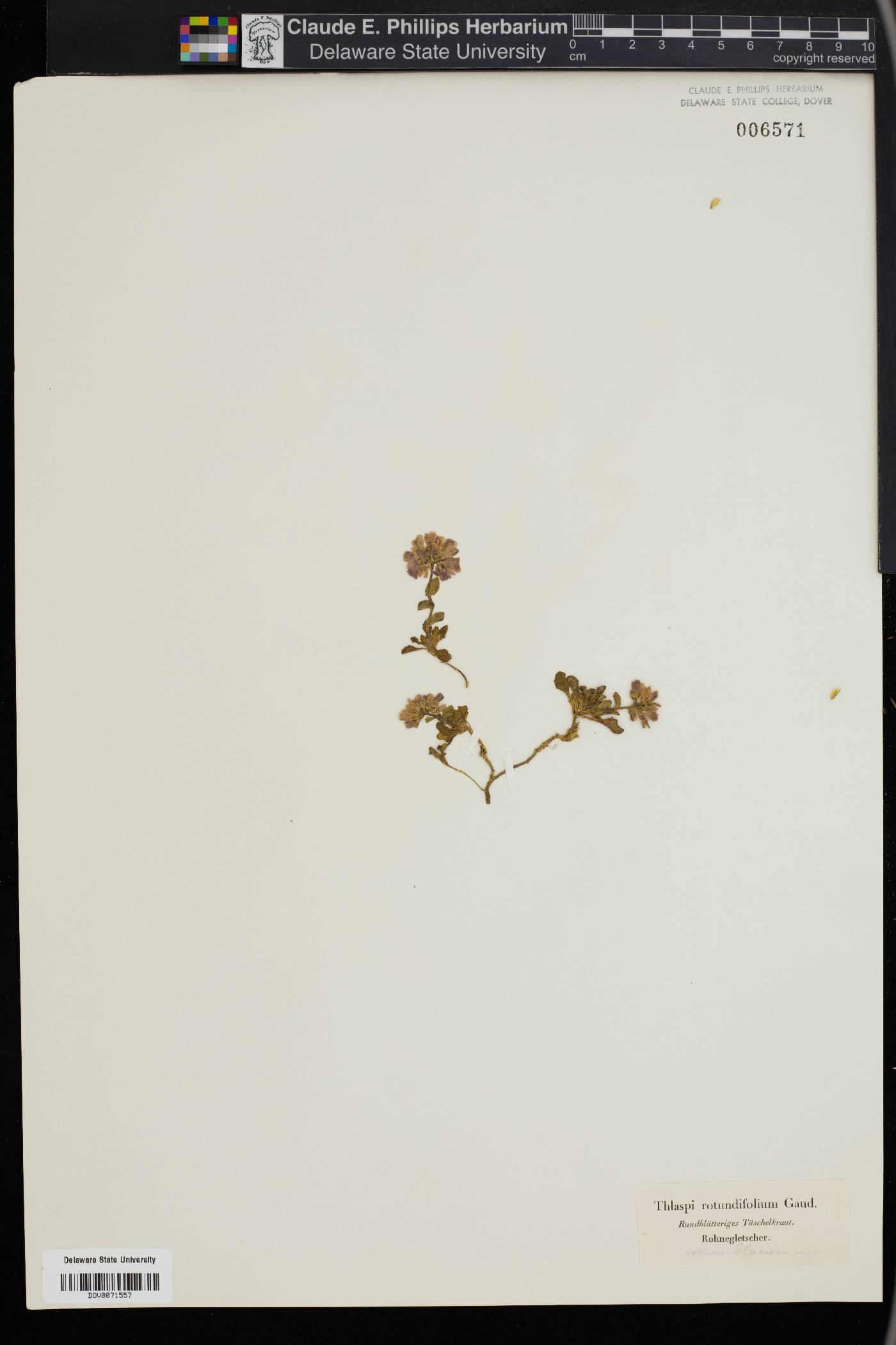 Noccaea rotundifolia image