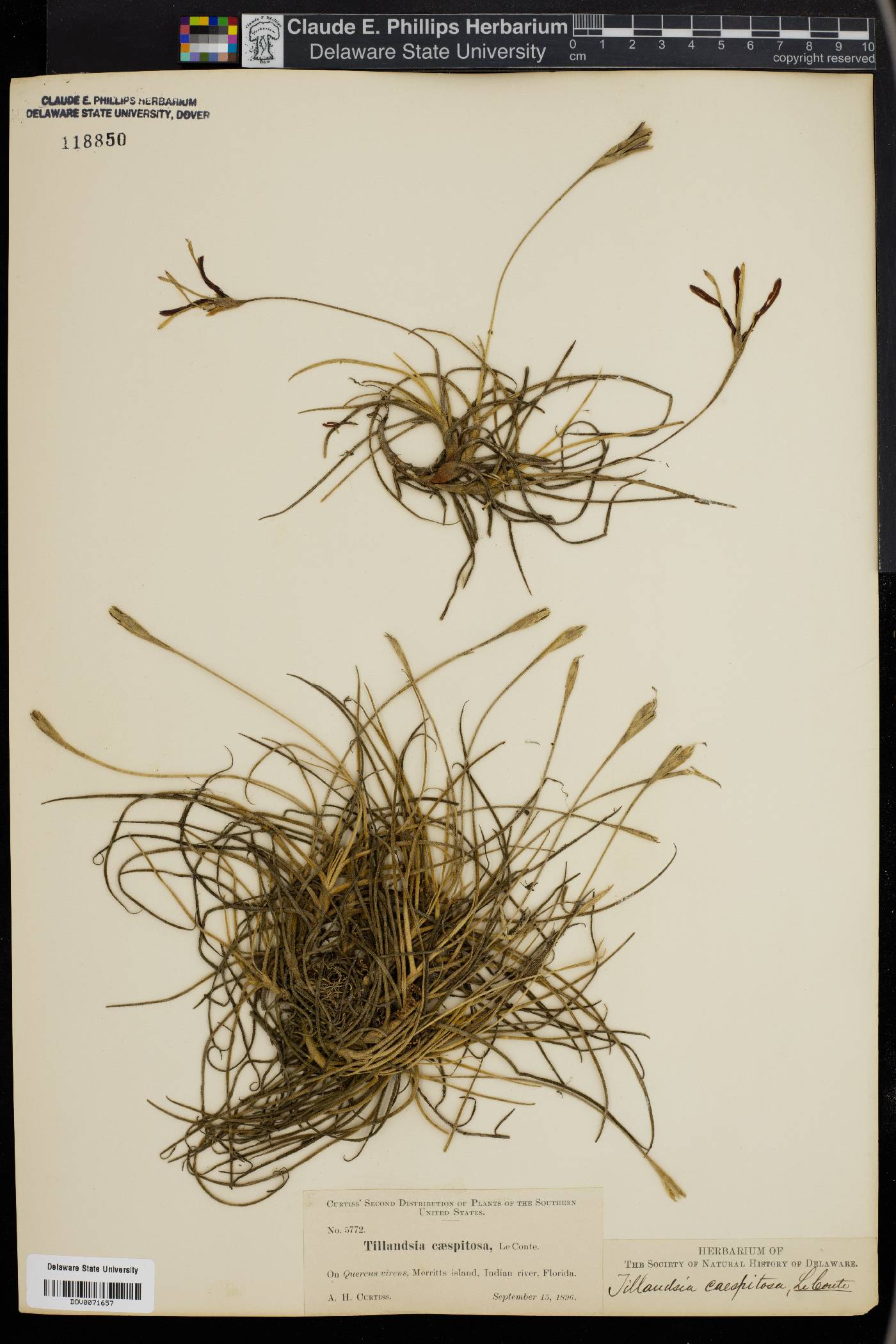 Tillandsia retorta image