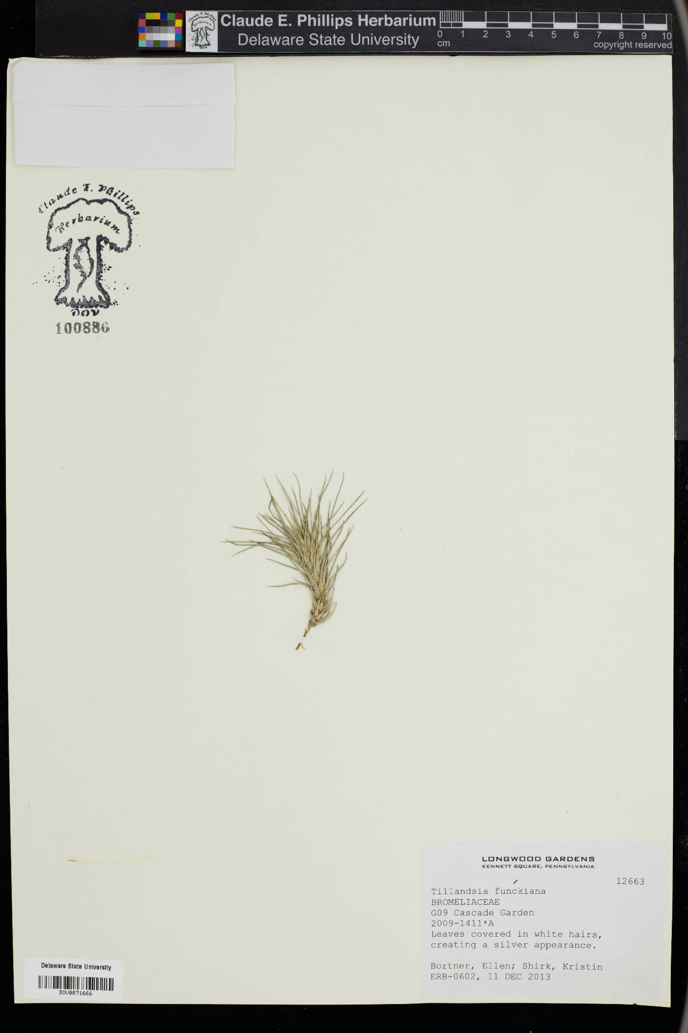 Tillandsia funckiana image