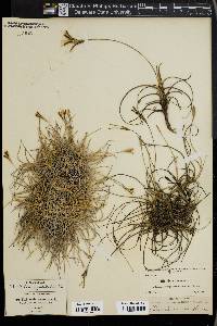 Tillandsia recurvata image