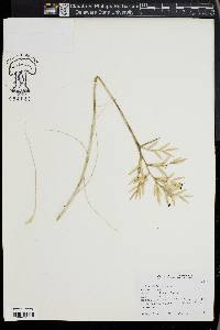 Tillandsia straminea image