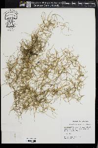Tillandsia usneoides image