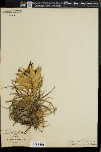Aechmea bromeliifolia image