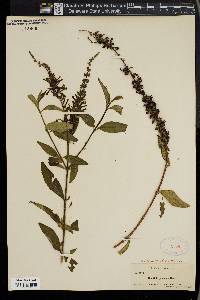 Buddleja japonica image