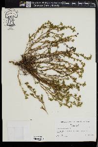 Polypremum procumbens image