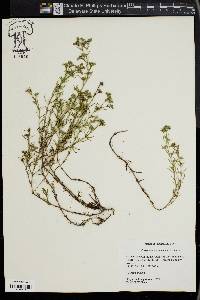 Polypremum procumbens image