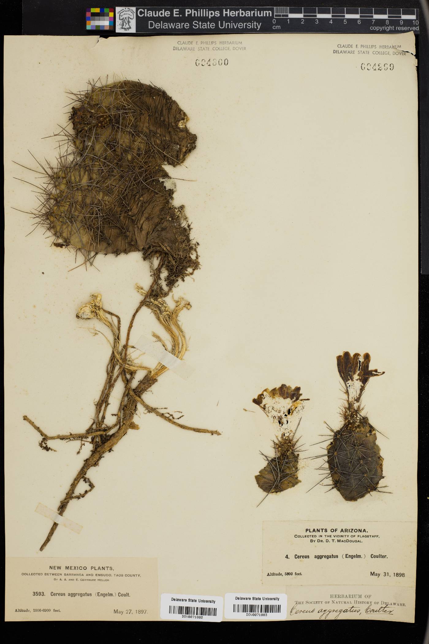 Cereus aggregatus image