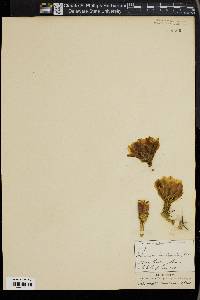 Image of Echinocactus longihamatus