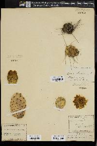 Opuntia polyacantha image