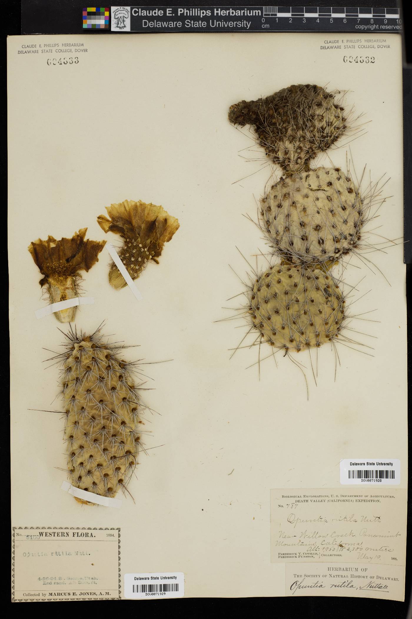 Opuntia polyacantha var. rufispina image