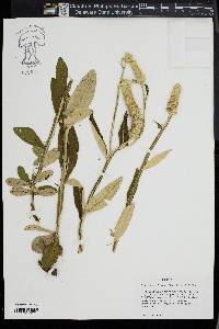 Pterocaulon pycnostachyum image