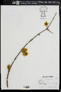 Chimonanthus praecox image