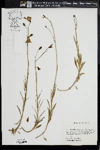 Campanulastrum americanum image