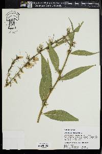 Campanulastrum americanum image