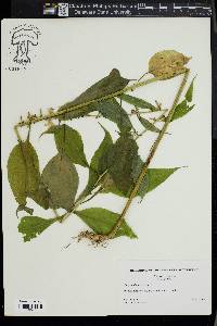 Campanulastrum americanum image