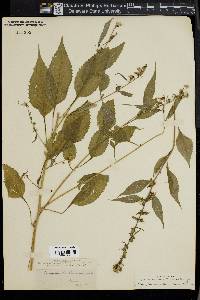 Campanulastrum americanum image