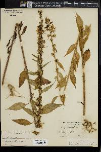 Campanulastrum americanum image