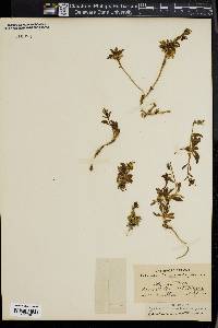 Campanula aurita image