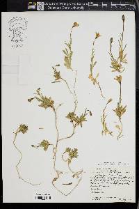 Campanula parryi image