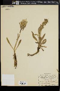 Campanula speciosa image