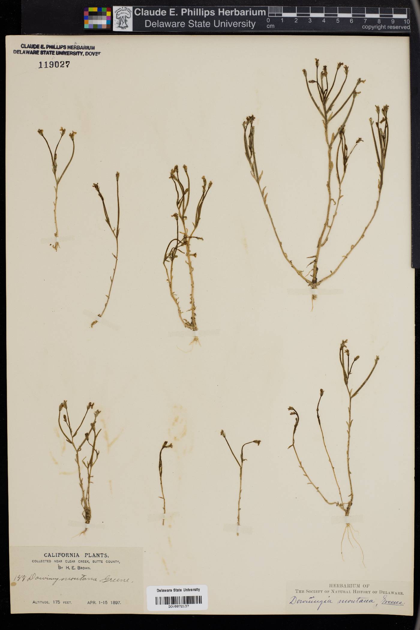 Downingia montana image