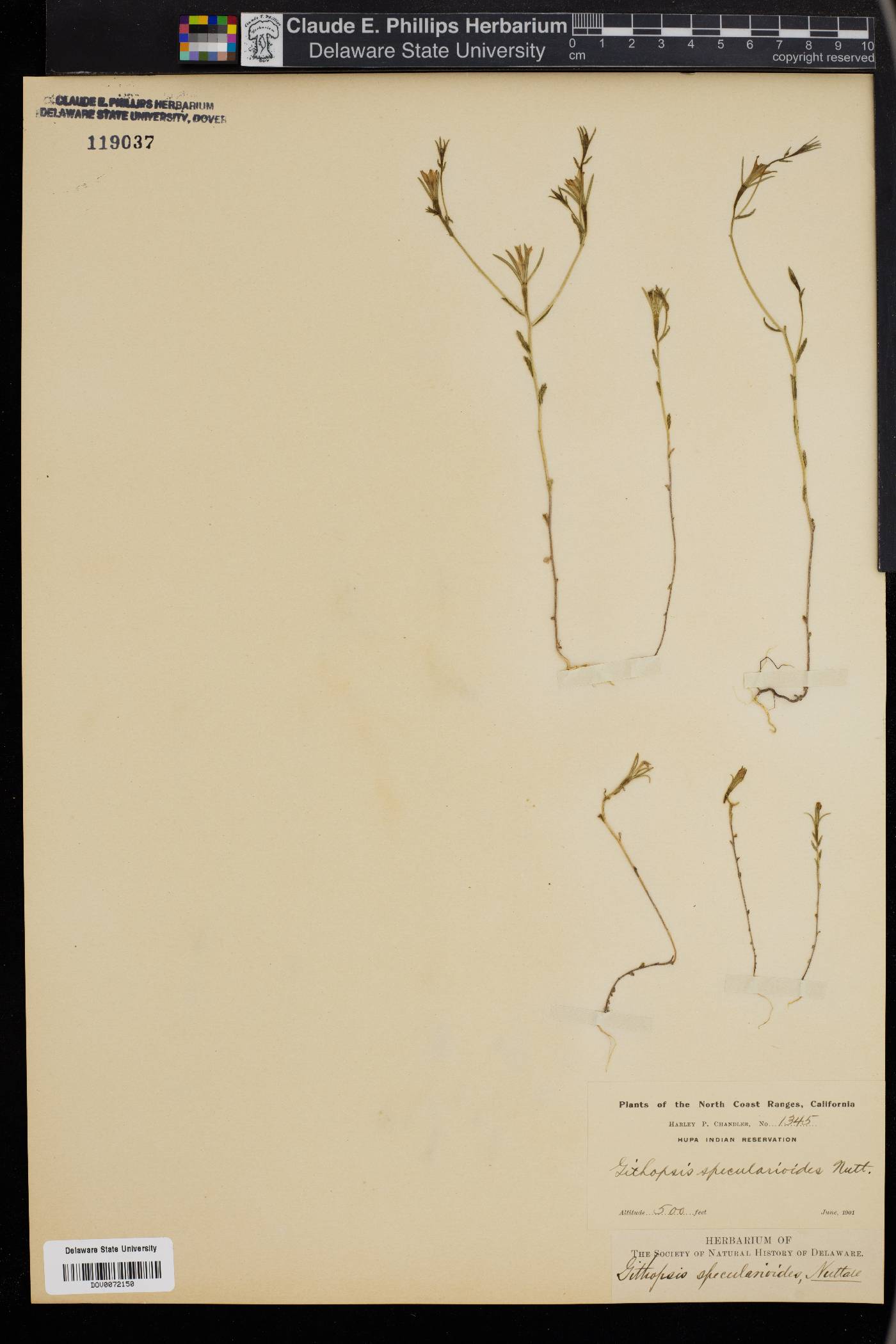 Githopsis specularioides image