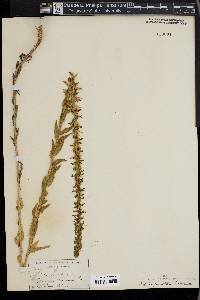 Lobelia fenestralis image