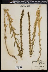 Lobelia fenestralis image