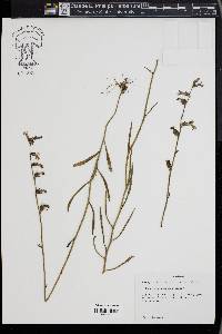 Lobelia glandulosa image