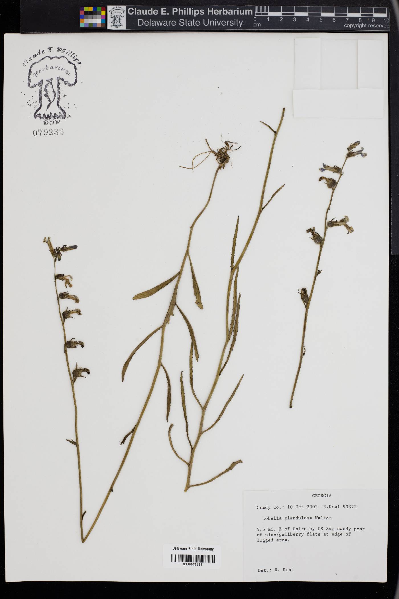 Lobelia glandulosa image