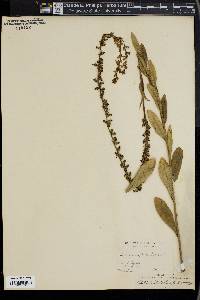 Lobelia spicata var. leptostachys image