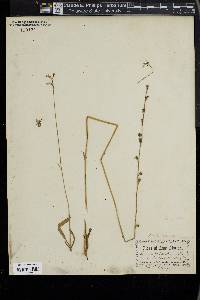 Lobelia paludosa image
