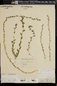 Triodanis perfoliata var. biflora image